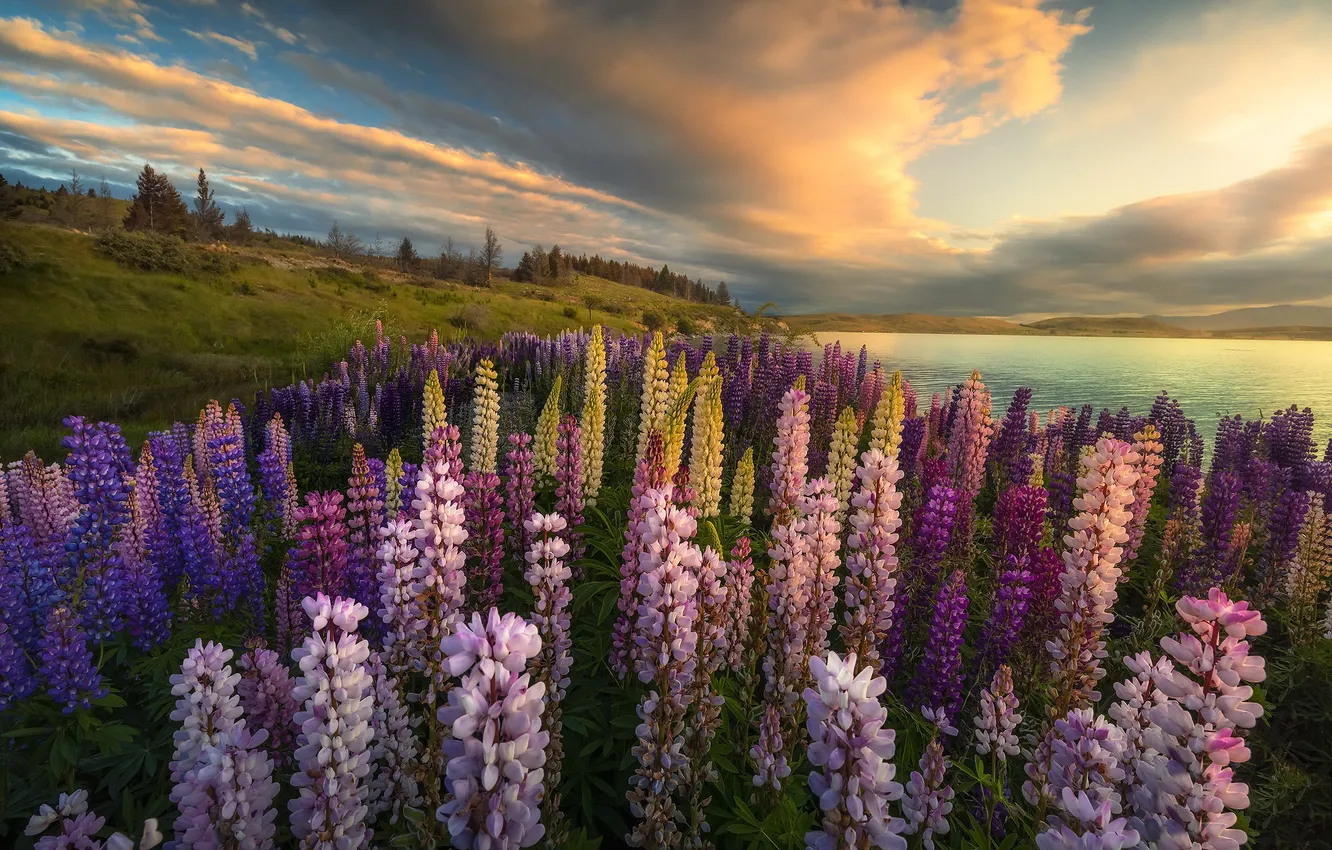 Photo wallpaper summer, lake, lupins