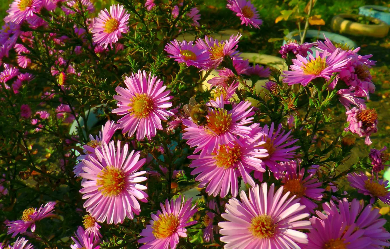 Photo wallpaper bouquet, Autumn, beautiful
