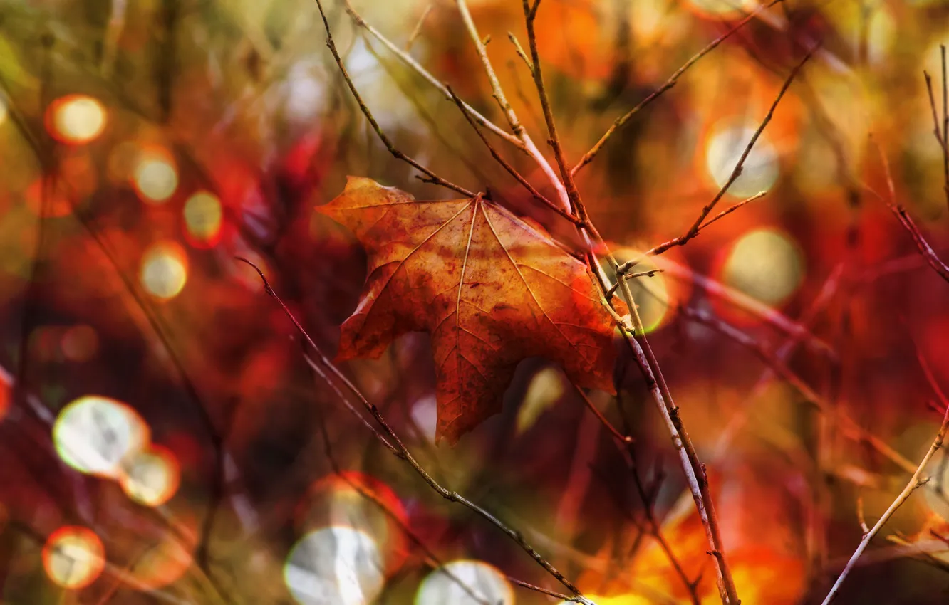 Photo wallpaper autumn, leaves, light, branches, red, glare, background, leaf