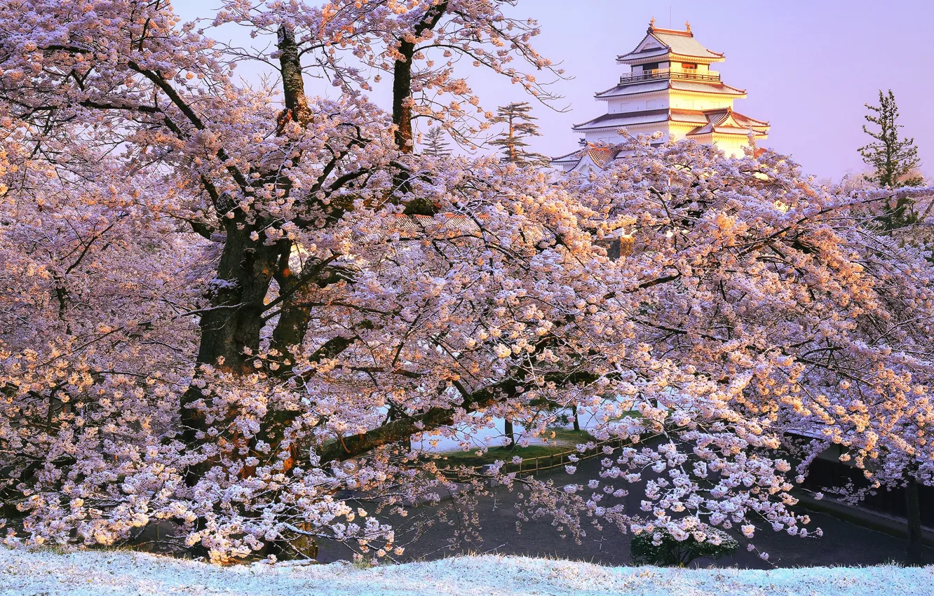 Photo wallpaper branches, Park, castle, Japan, Sakura, Japan, flowering, Fukushima