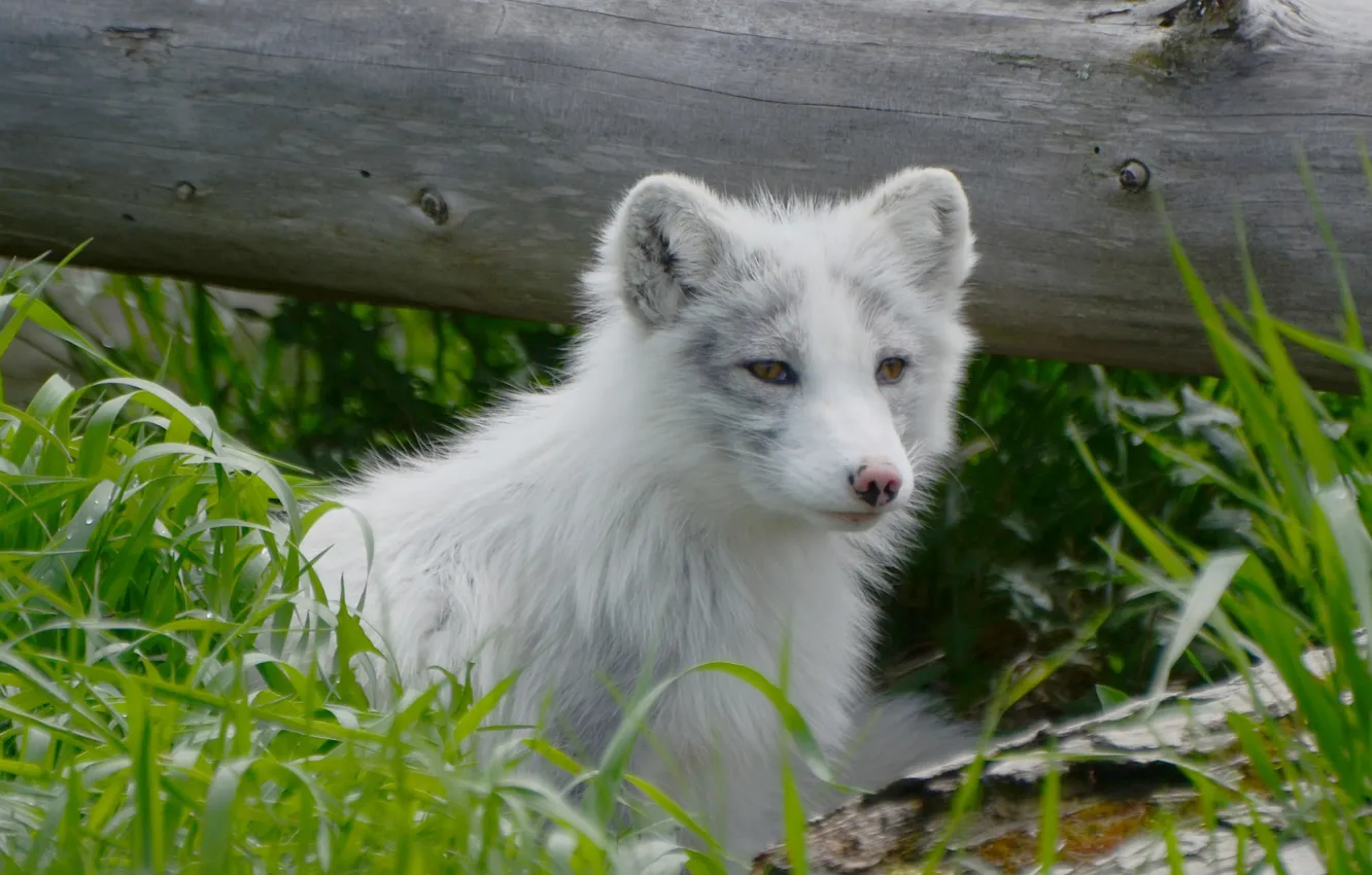 Photo wallpaper grass, look, nature, Fox, animal