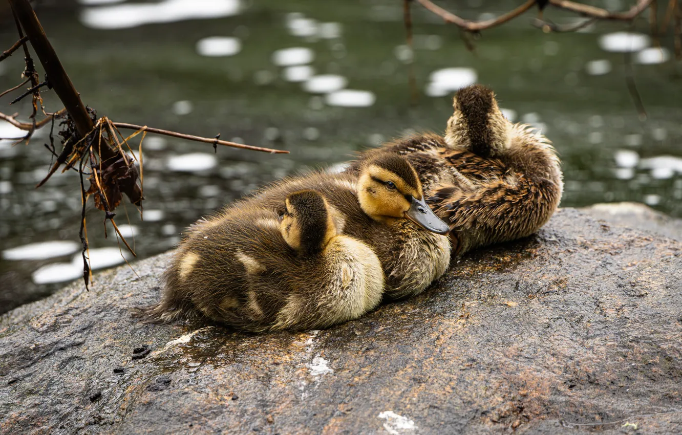 Photo wallpaper stones, bird, duck, trio, duck, Chicks, pond