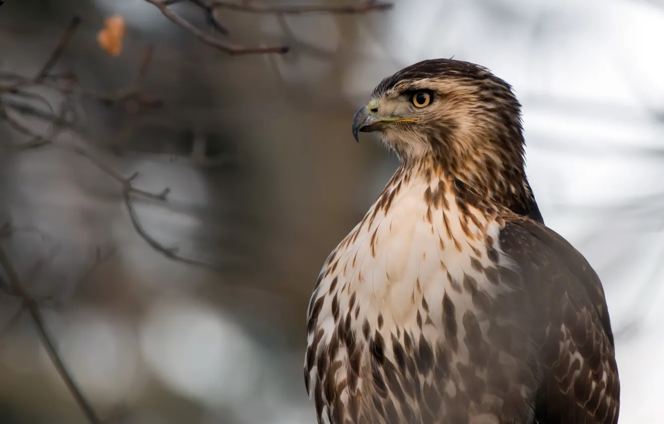 Photo wallpaper nature, bird, Red-Tailed Hawk