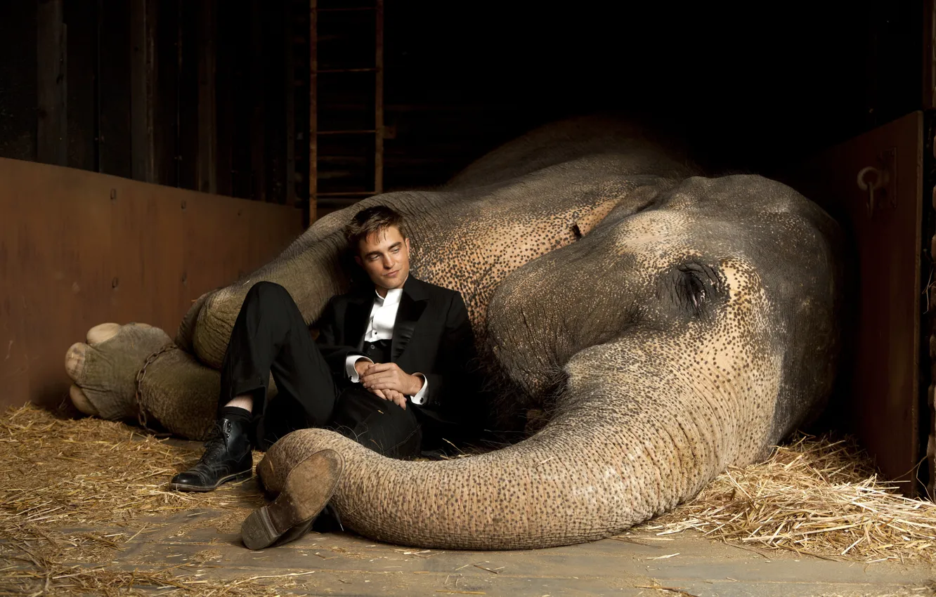 Photo wallpaper actor, vampire, Twilight, Male, Robert Pattinson, Water for elephants, the elephant, Edward Cullen