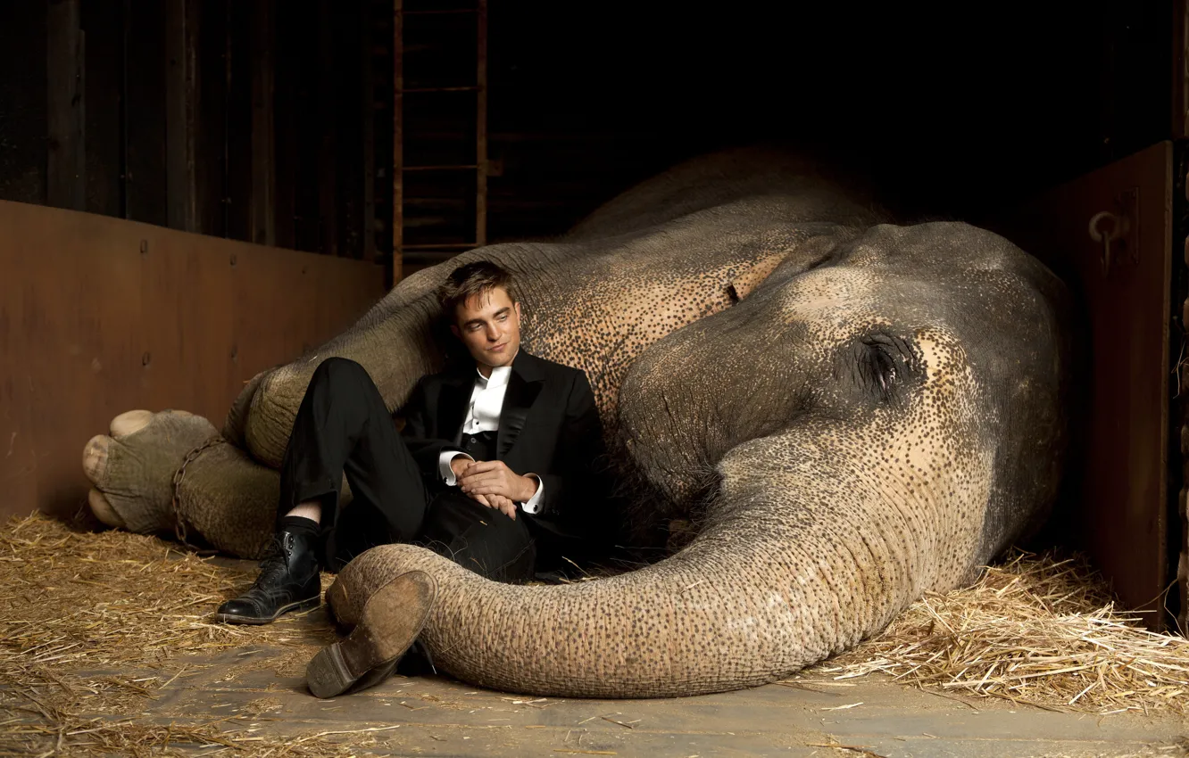 Photo wallpaper actor, vampire, male, twilight, Robert Pattinson, Water for elephants, the elephant, Edward Cullen