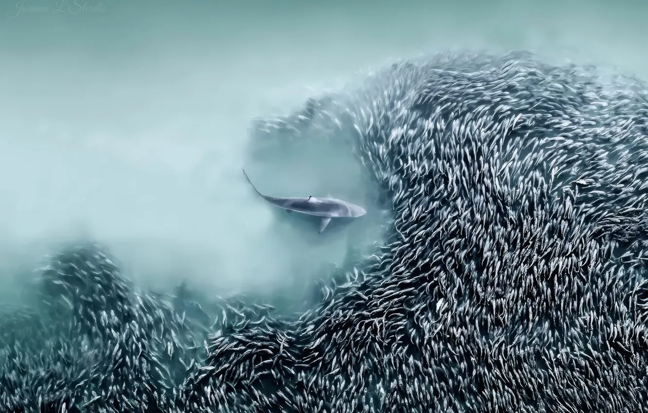 Photo wallpaper sea, shark, hunt, aerial view, fishs