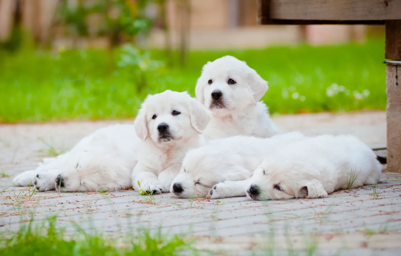 Photo wallpaper dogs, stay, puppies