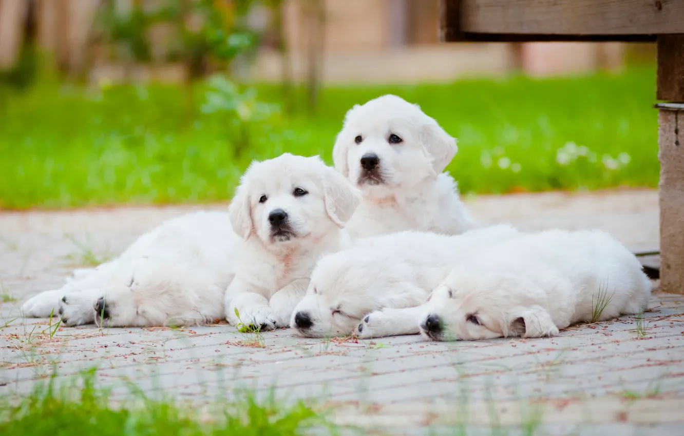 Photo wallpaper stay, dog, puppy