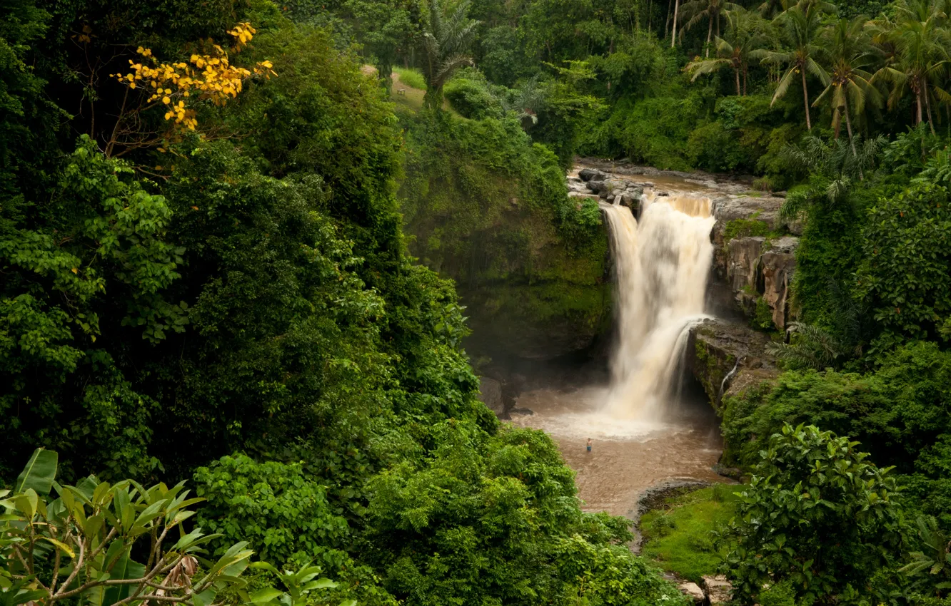 Photo wallpaper forest, palm trees, rocks, waterfall, Bali, Indonesia, Tegenungan Waterfall, Indonesia