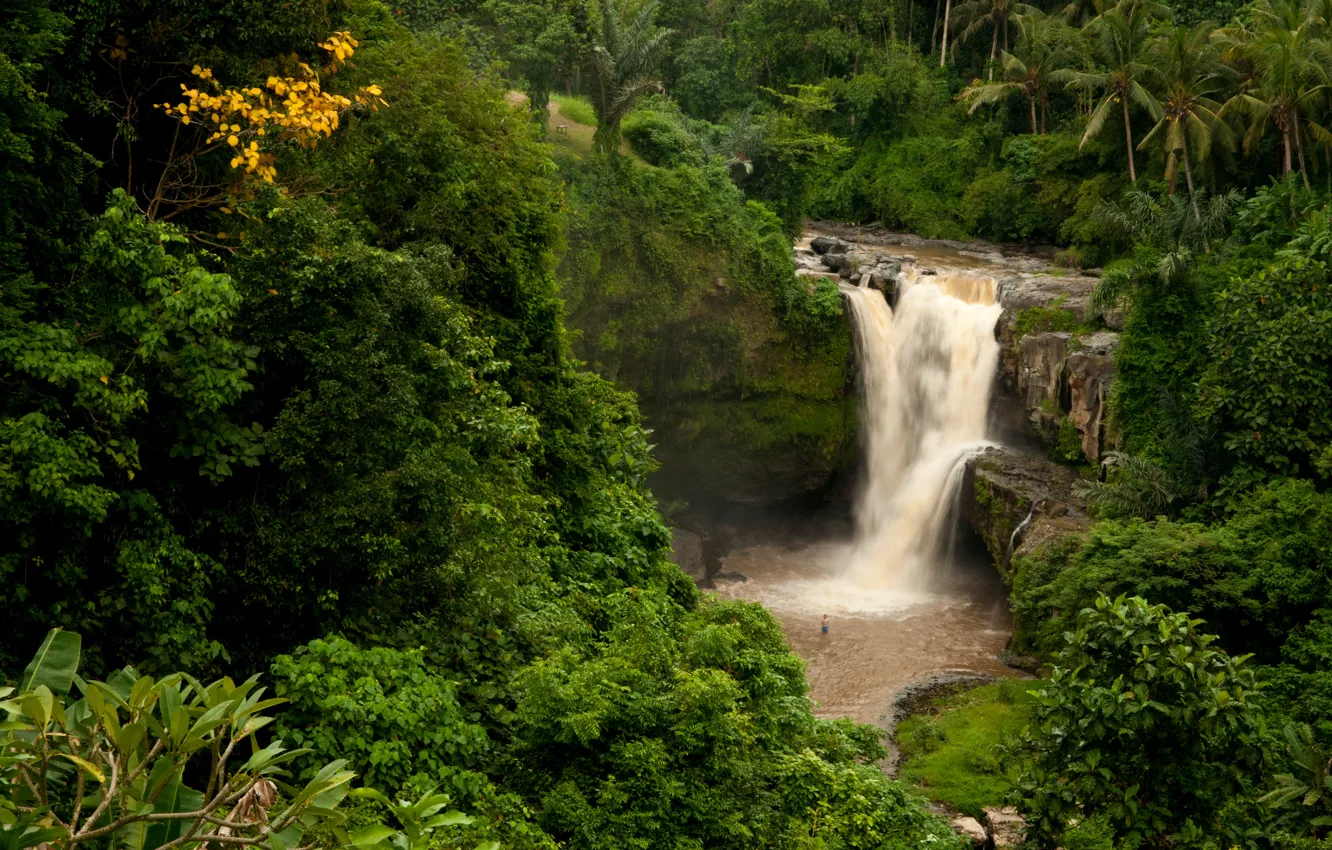 Photo wallpaper forest, rock, palm trees, waterfall, Bali, Indonesia, Tegenungan Waterfall, Indonesia