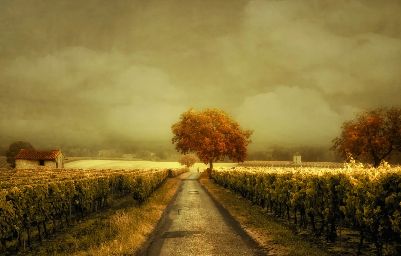 Photo wallpaper road, vineyard, Through the Vineyard