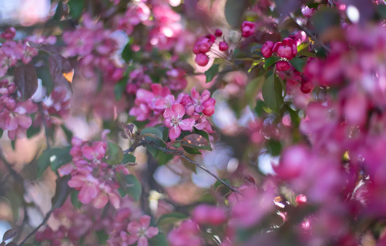 Photo wallpaper leaves, flowers, branches, blur, spring, haze, pink, Apple
