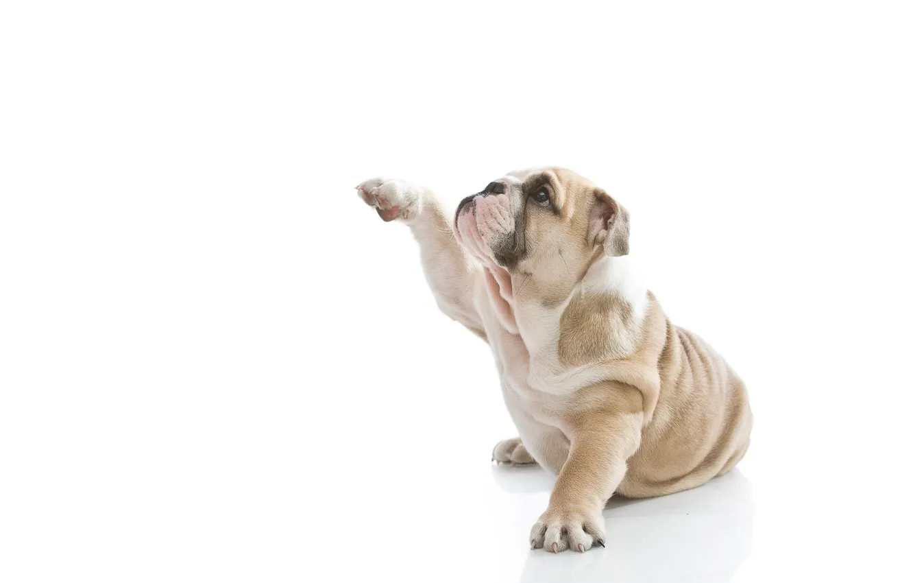 Photo wallpaper dog, puppy, white background, profile, English bulldog