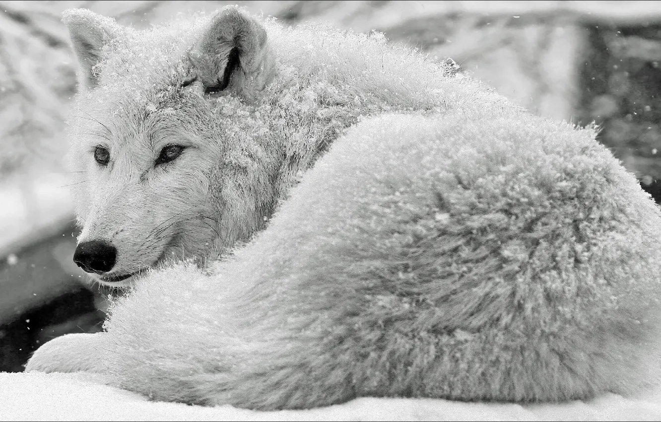 Photo wallpaper snow, wolf, Animals