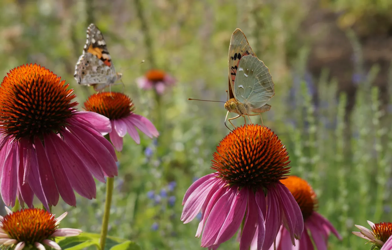 Photo wallpaper summer, flowers, nature, butterfly, plant, nature, flowers, butterflies