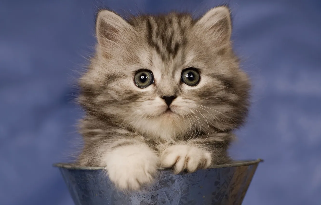 Photo wallpaper kitty, basin, manenko