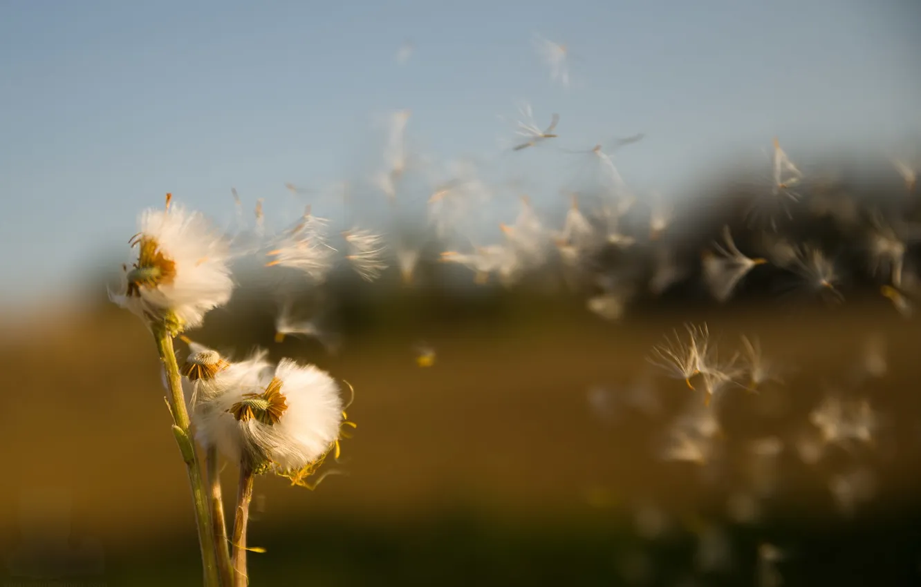Photo wallpaper fragile, sow-Thistle field, Life is a breath