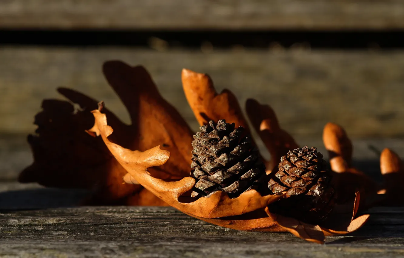 Photo wallpaper leaves, leaf, bumps