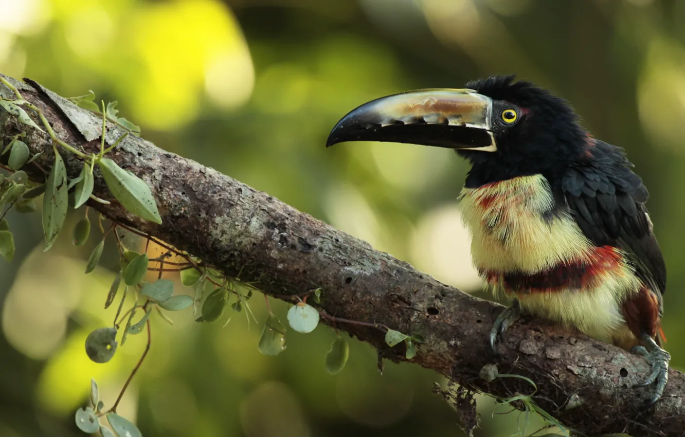 Photo wallpaper nature, bird, Collared Aracari