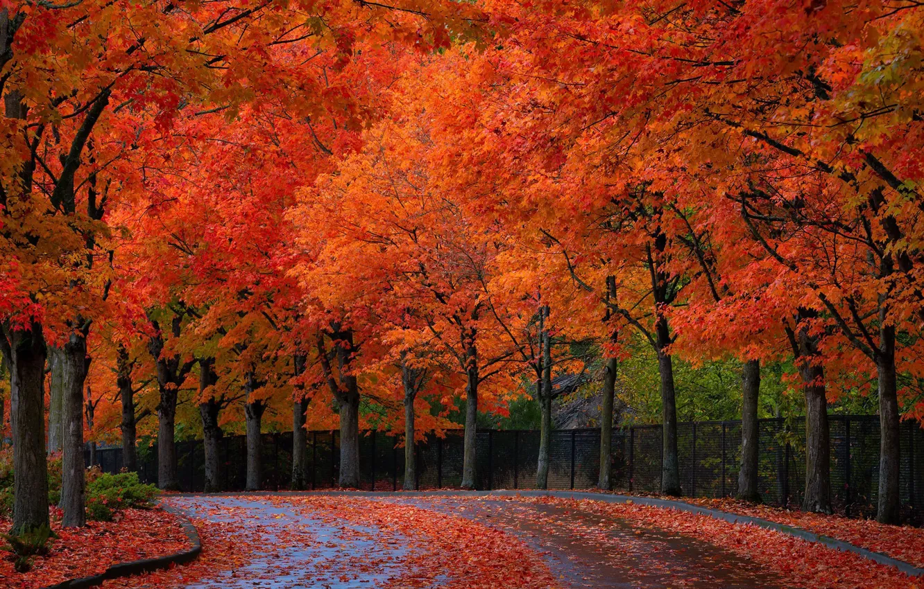 Photo wallpaper autumn, the city, street