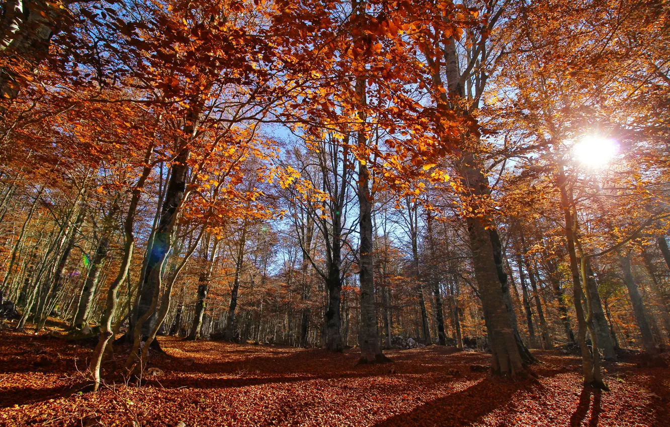 Photo wallpaper autumn, forest, the sun, trees, Italy