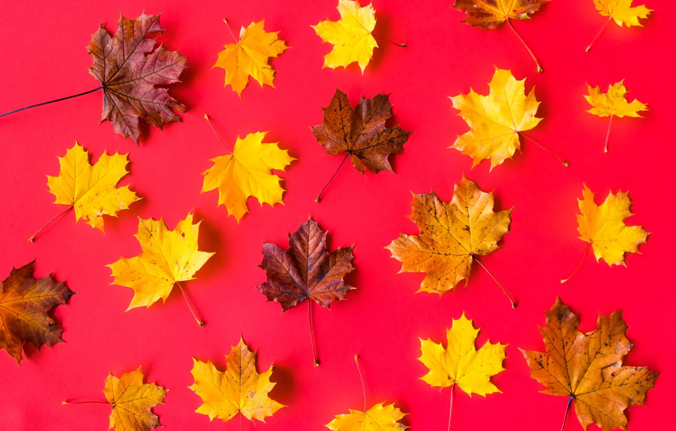 Photo wallpaper leaves, background, maple