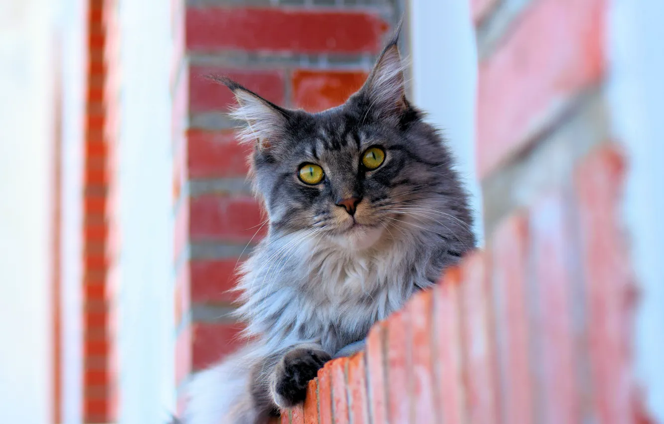 Photo wallpaper cat, cat, look, face, grey, portrait, home, brick
