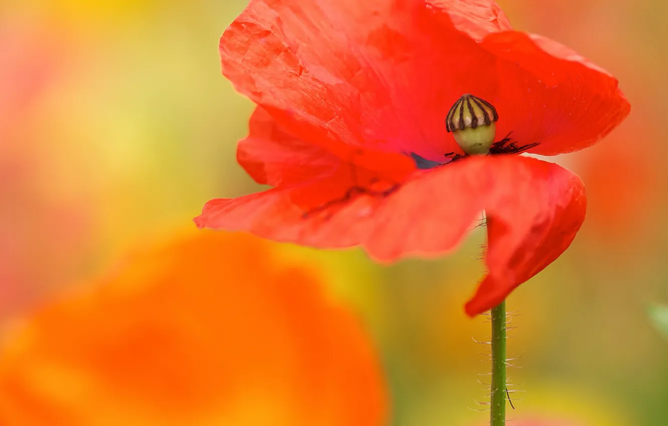 Photo wallpaper flowers, orange, yellow, red, background, Mac, petals