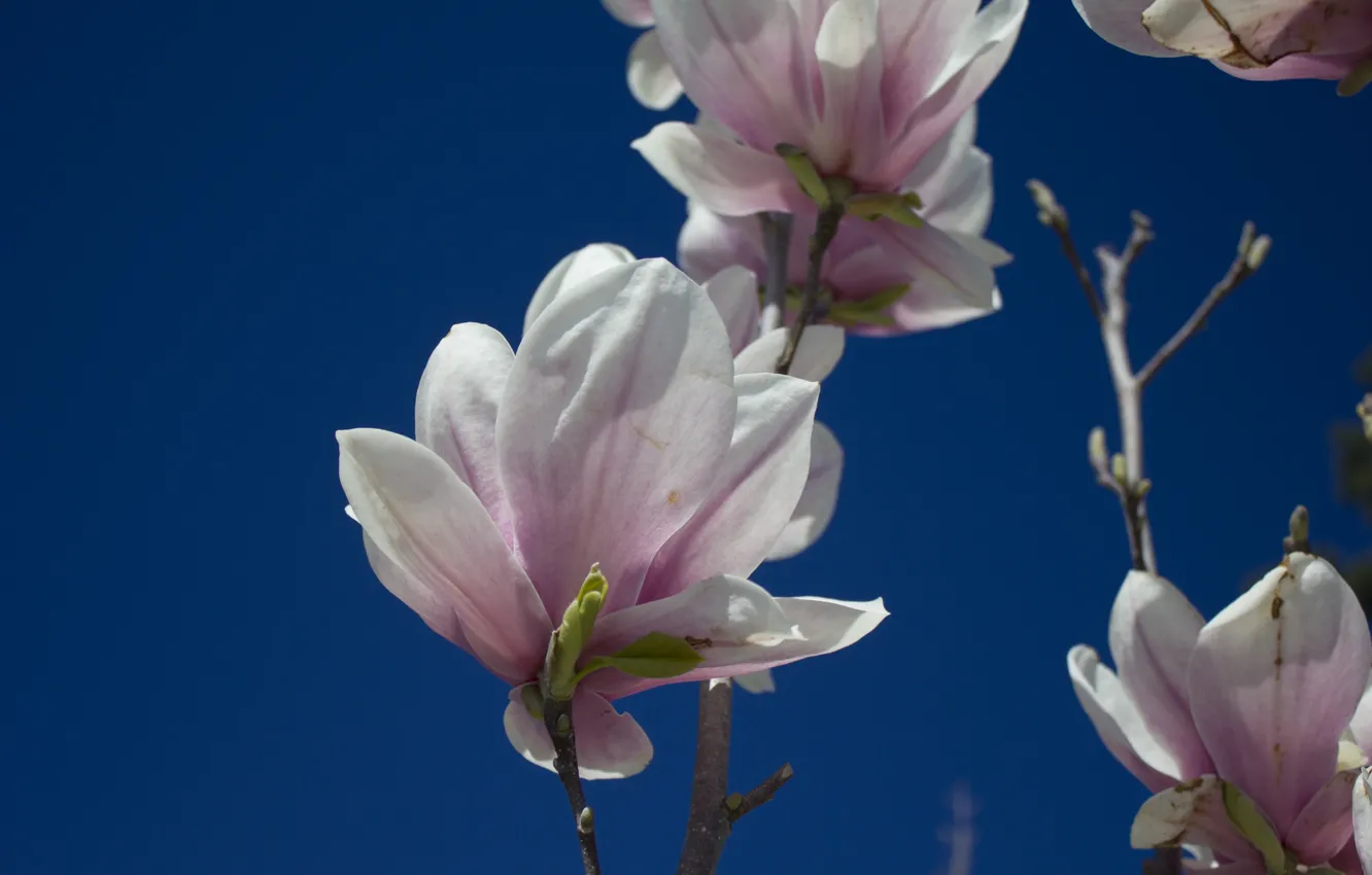 Photo wallpaper the sky, buds, pink flowers, against the sky