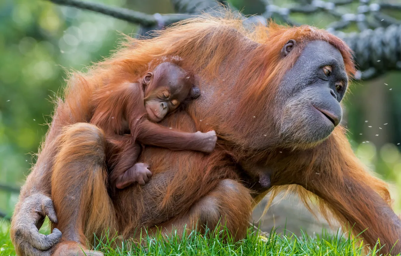 Photo wallpaper baby, mother, Orangutan