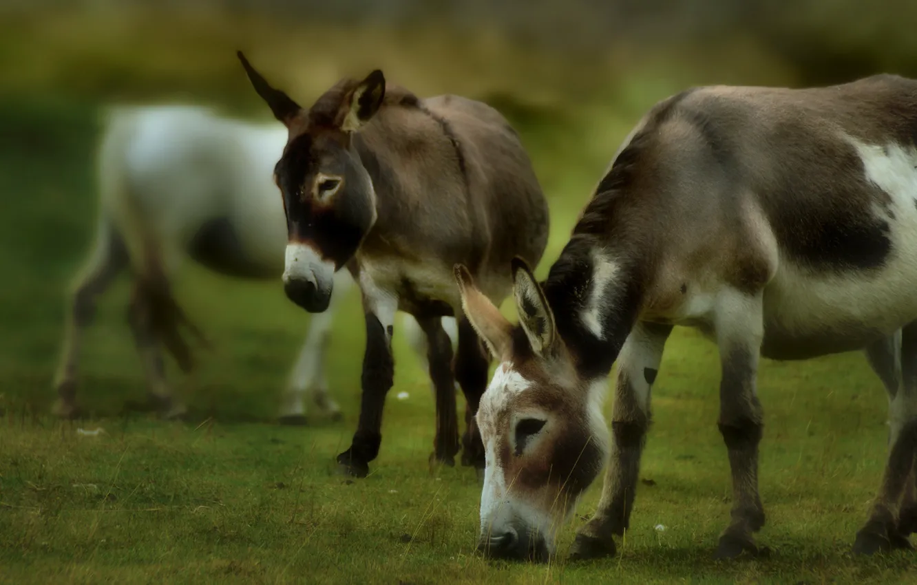 Photo wallpaper grass, face, two, treatment, pasture, pair, donkeys, donkey