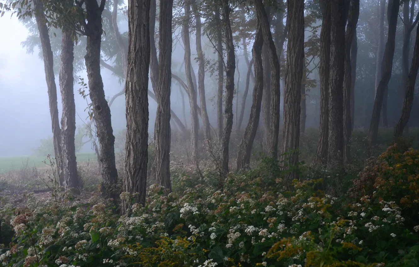 Photo wallpaper forest, trees, nature, fog