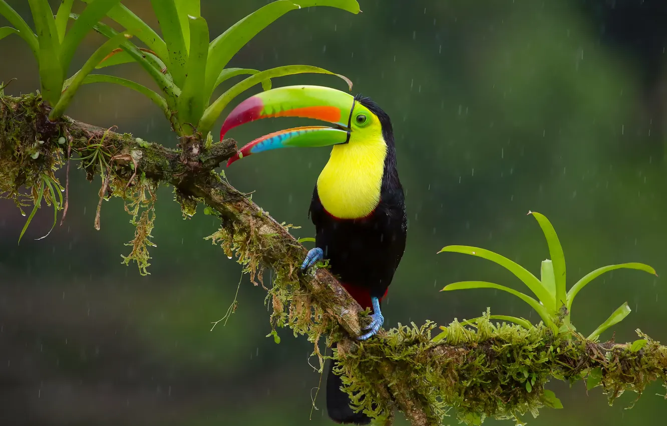 Photo wallpaper rain, bird, branch, jungle, Iridescent Toucan