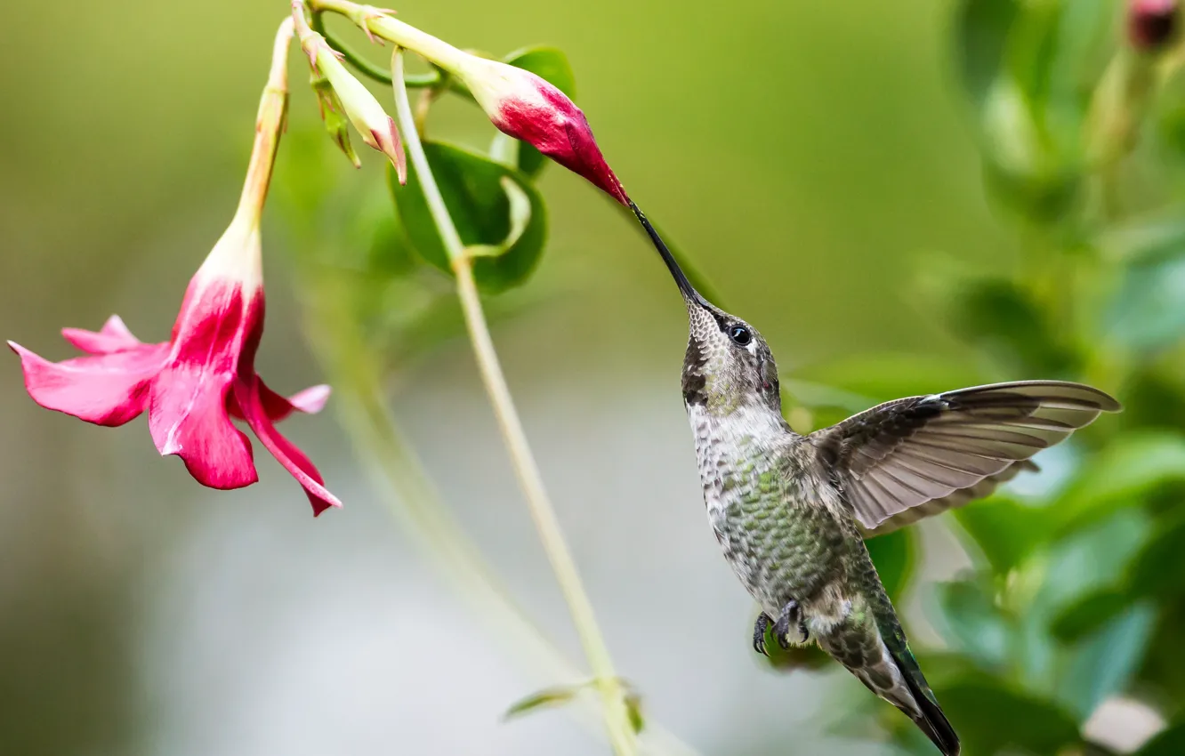 Photo wallpaper flowers, red, bird, beak, Hummingbird, bird, buds, Calypte Anna