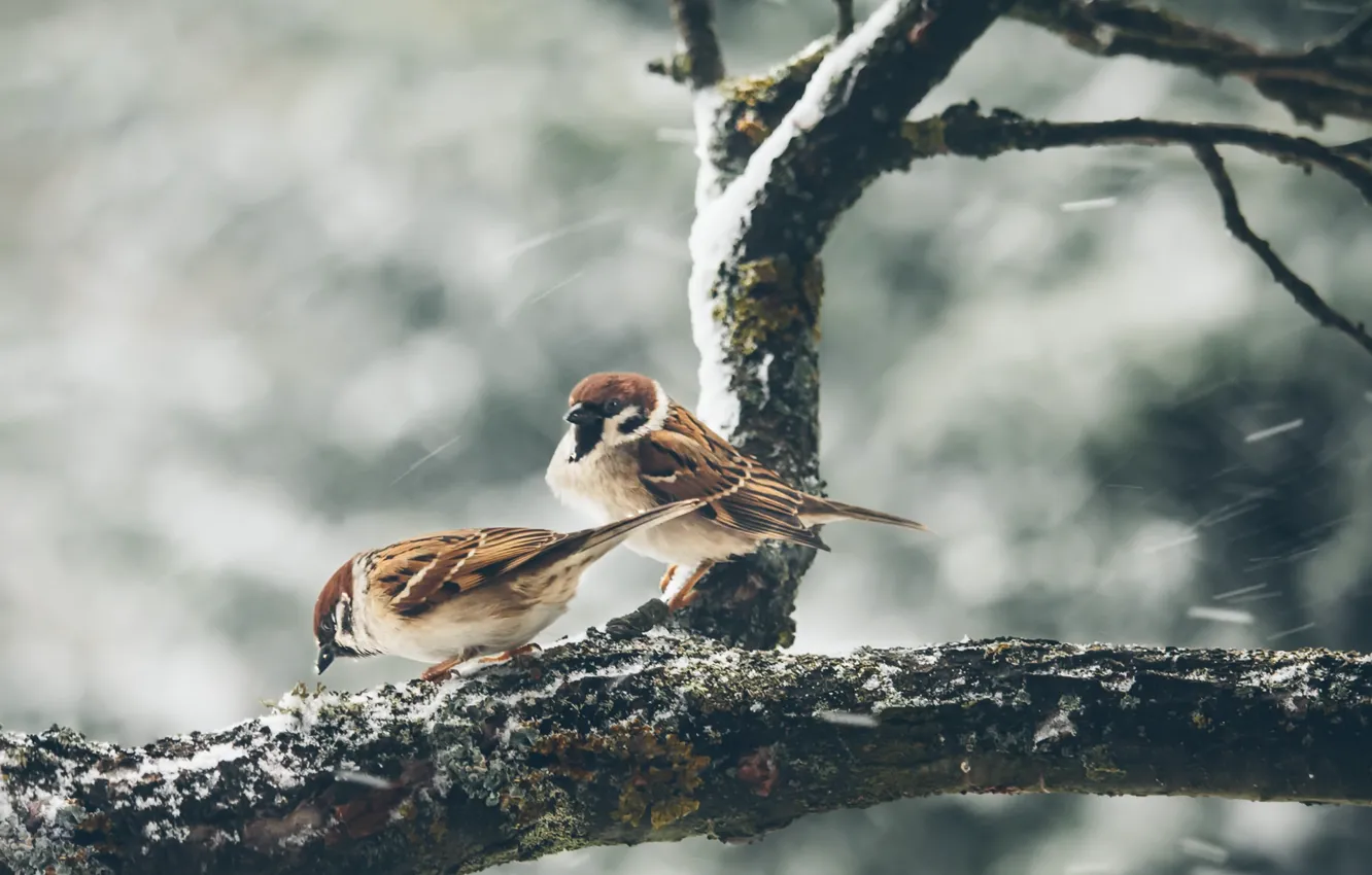 Photo wallpaper winter, birds, nature