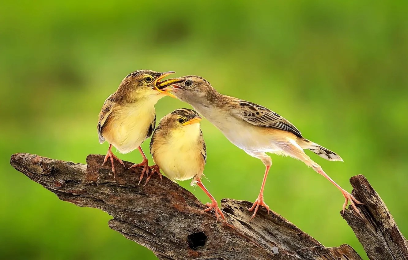 Photo wallpaper caterpillar, background, bird, food, Chicks
