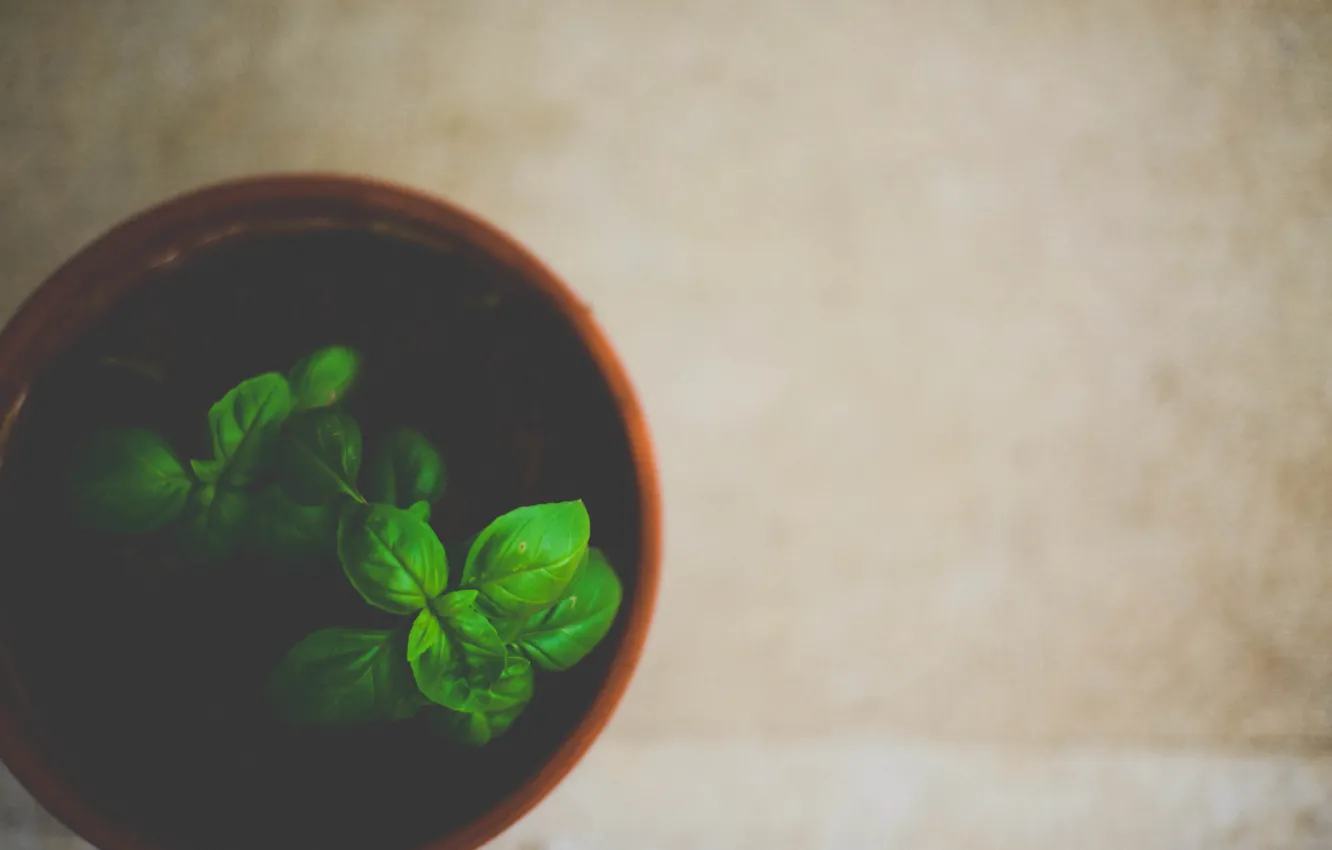 Photo wallpaper leaves, plant, green, pot