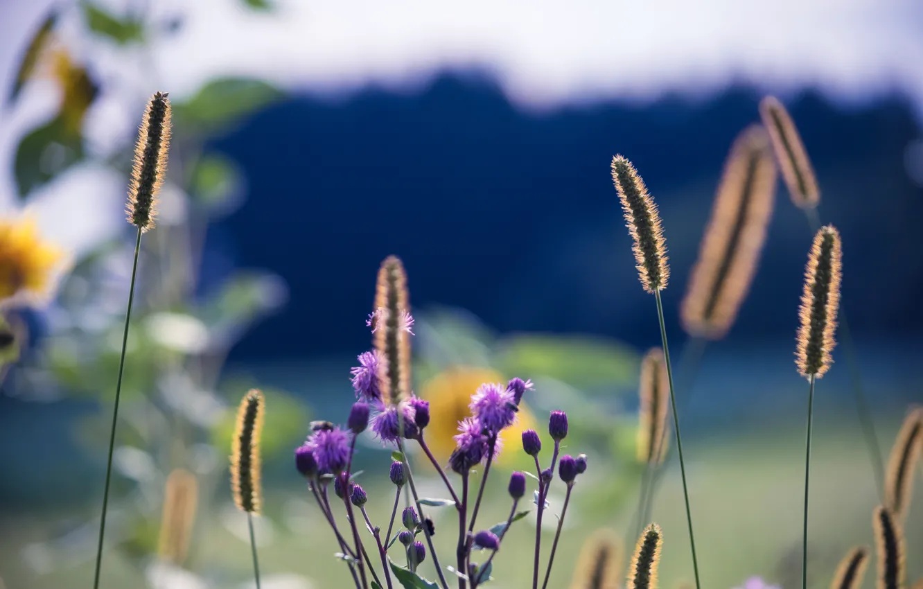 Photo wallpaper macro, flowers, plant, stem