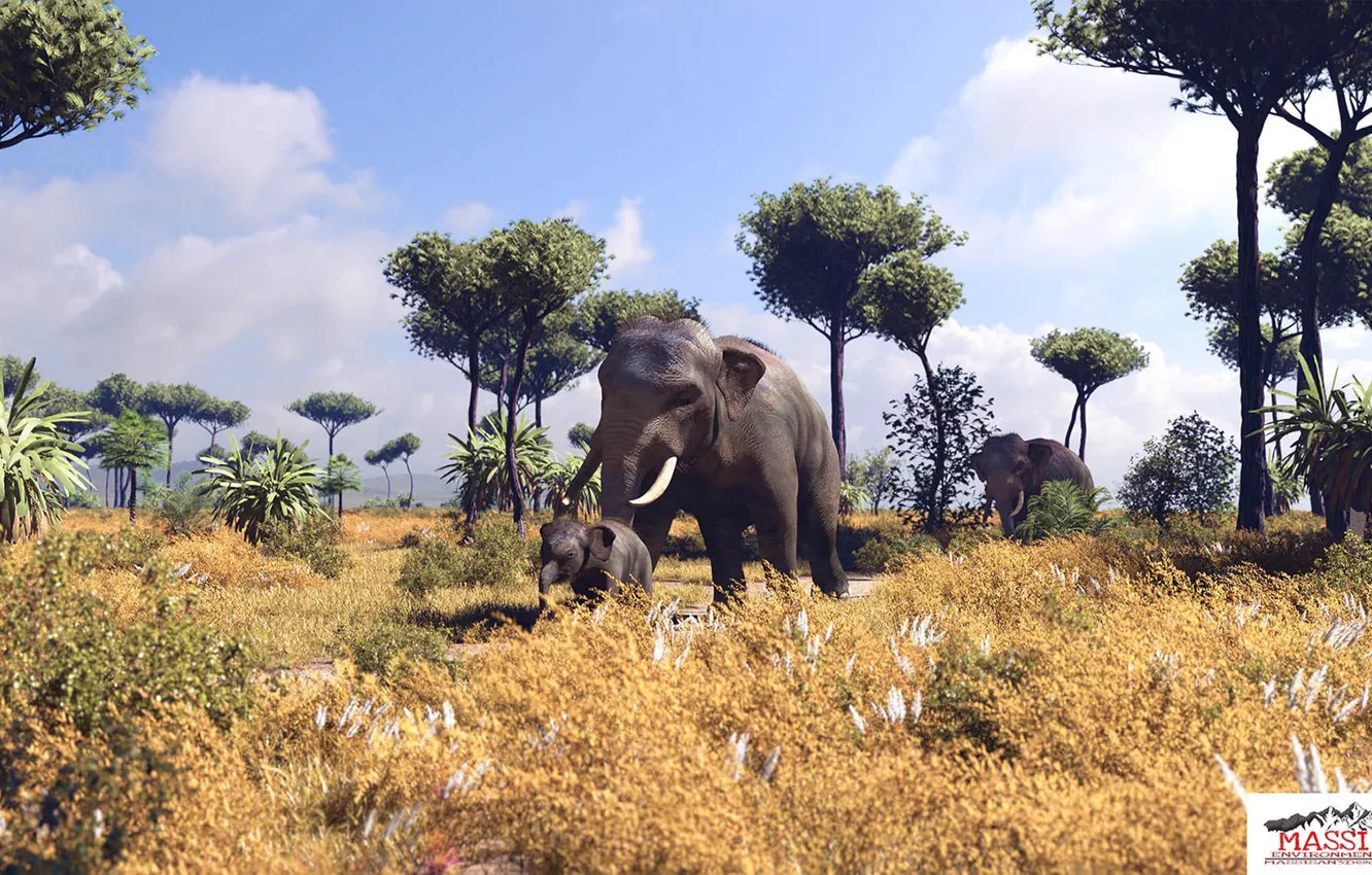 Photo wallpaper vegetation, elephant, plain, Savannah, Savanna