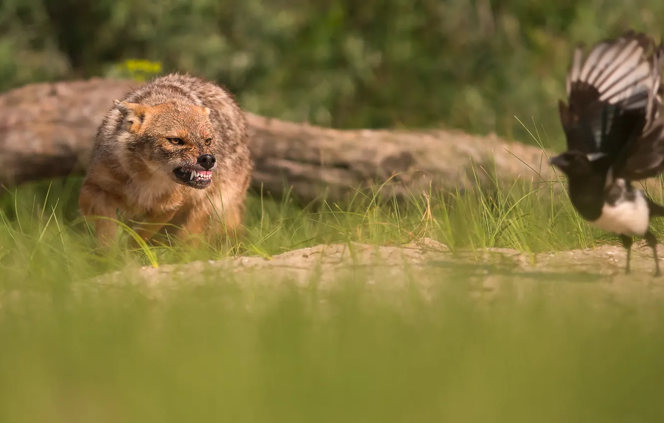 Photo wallpaper bird, the situation, bokeh, Jackal, forty