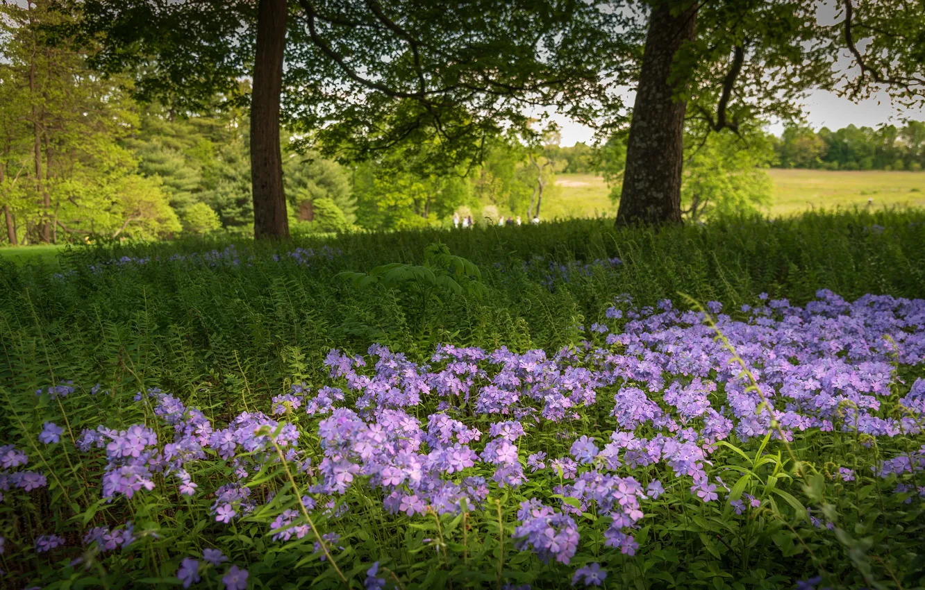 Photo wallpaper greens, summer, trees, flowers, nature, glade, lilac, Phlox