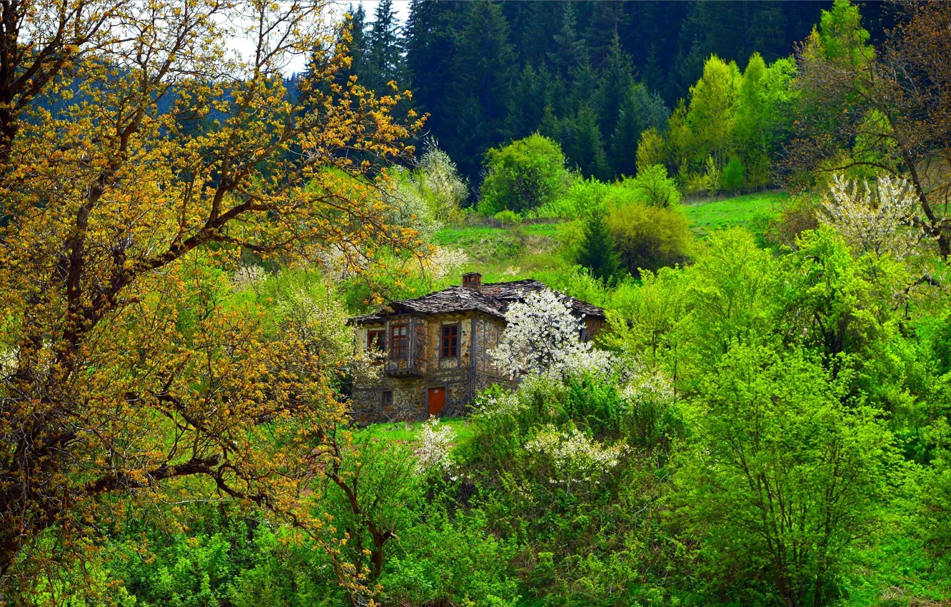 Photo wallpaper Greens, Spring, Trees, House, Nature, Spring, Flowering, Trees