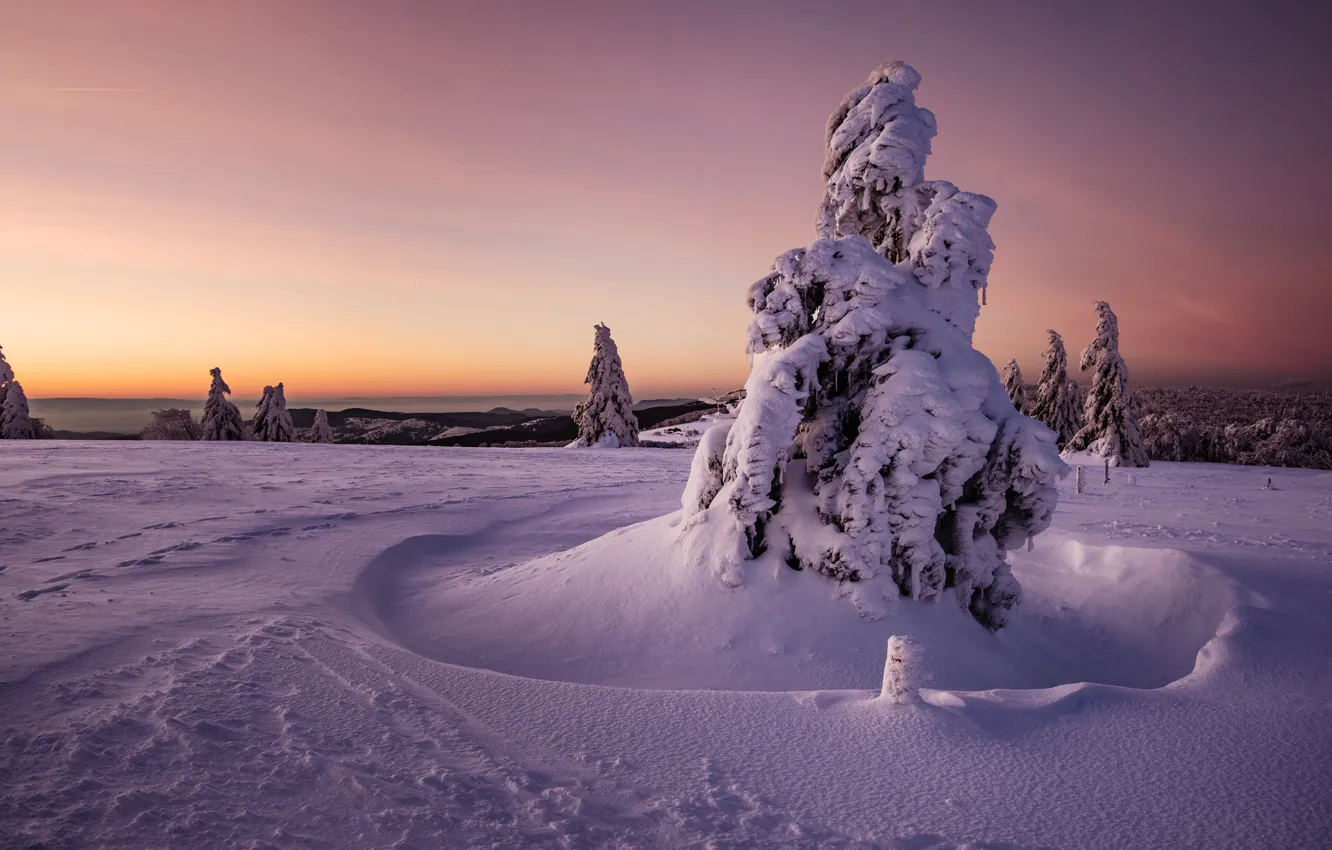 Photo wallpaper winter, frost, forest, the sky, clouds, snow, trees, sunset