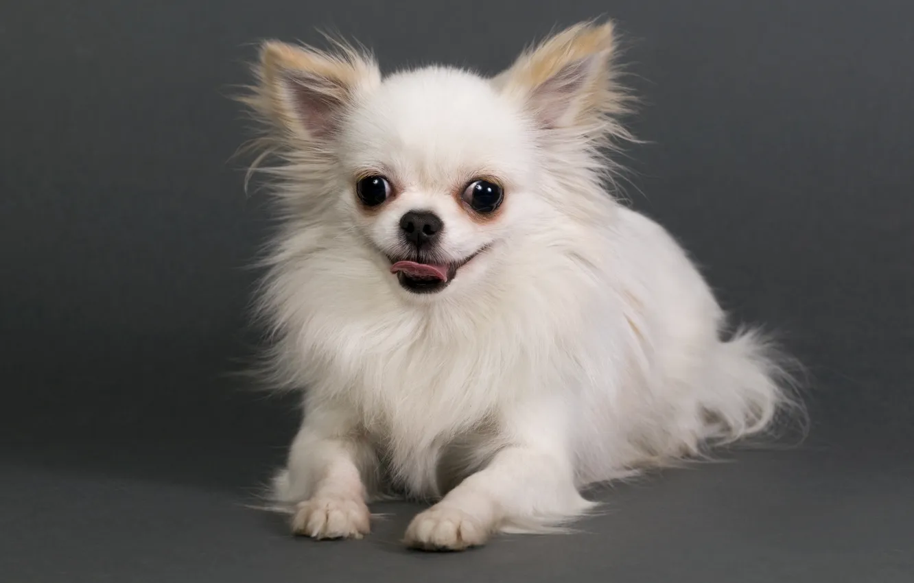 Photo wallpaper dog, animal, cute, chihuahua, adorable, doggy, domestic, breed