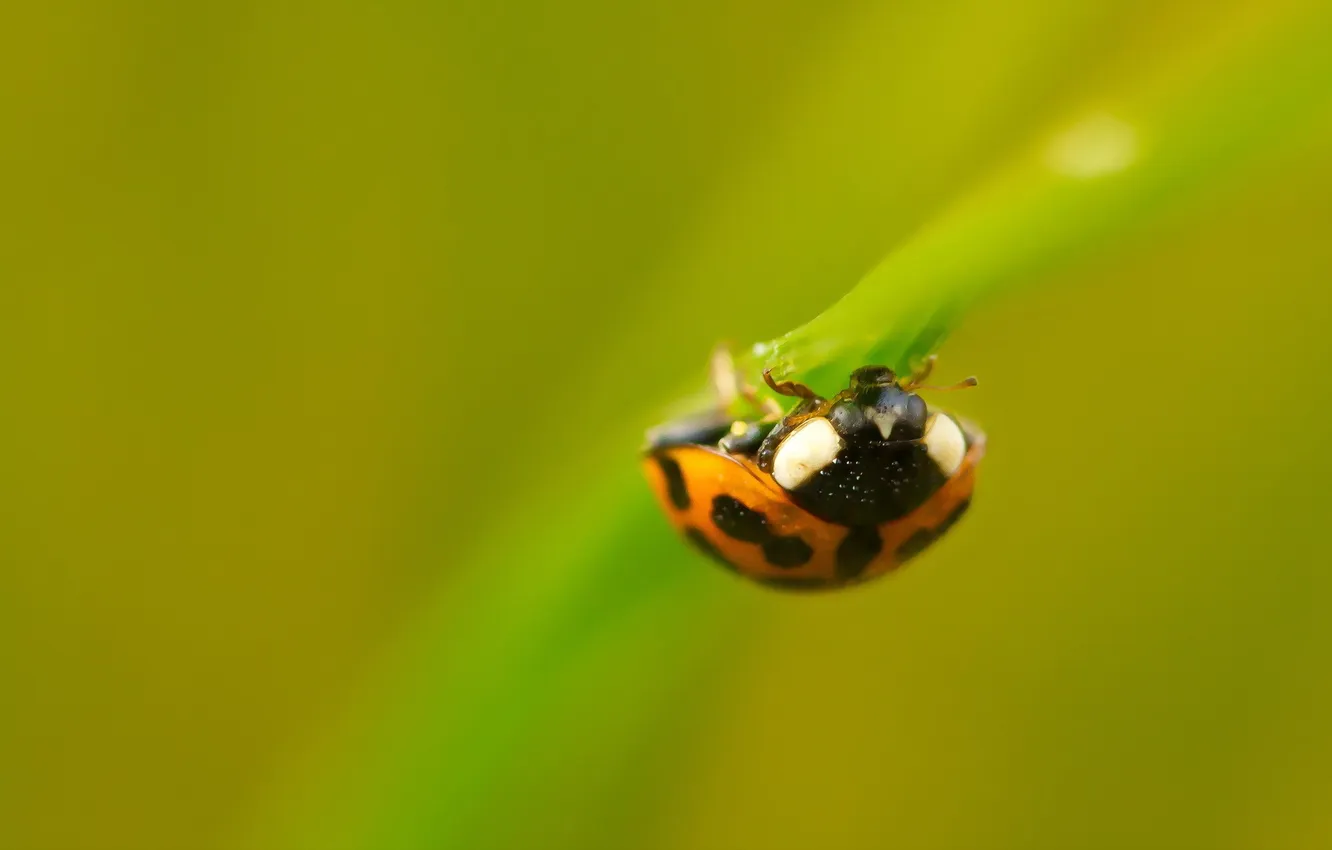 Photo wallpaper nature, background, ladybug