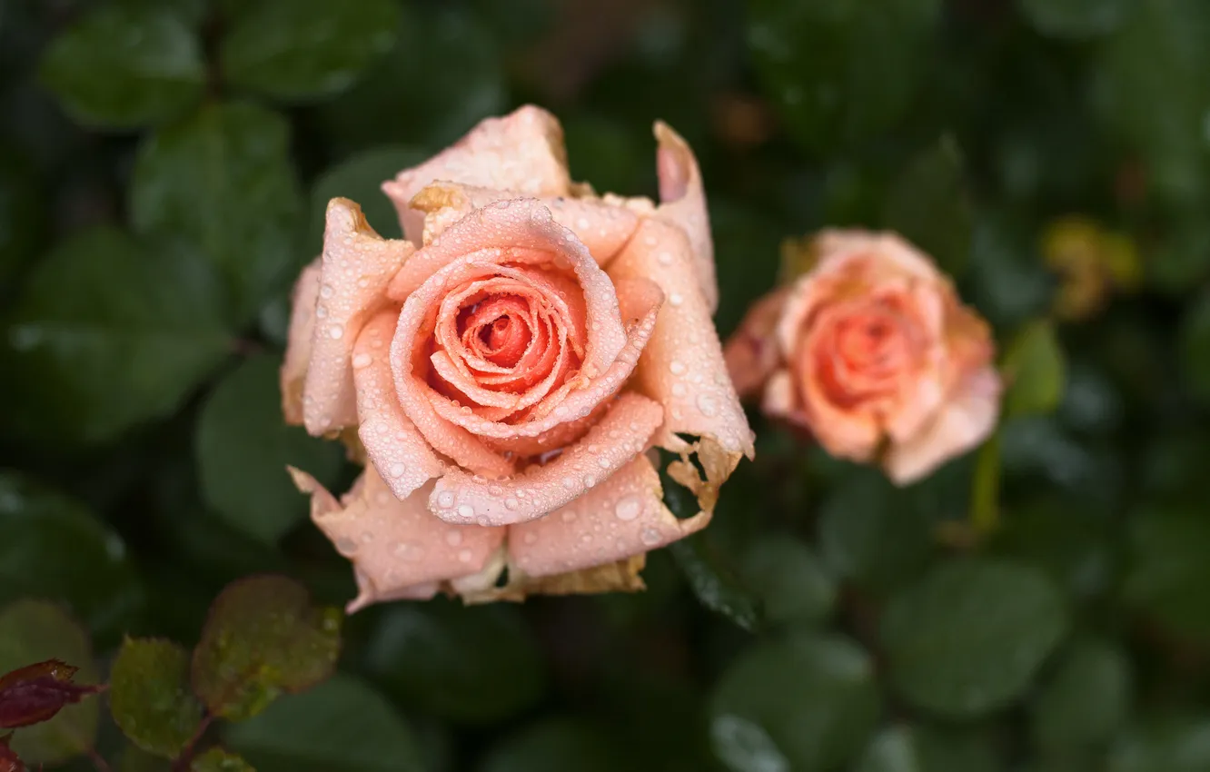 Photo wallpaper flowers, rose, macro. Rosa