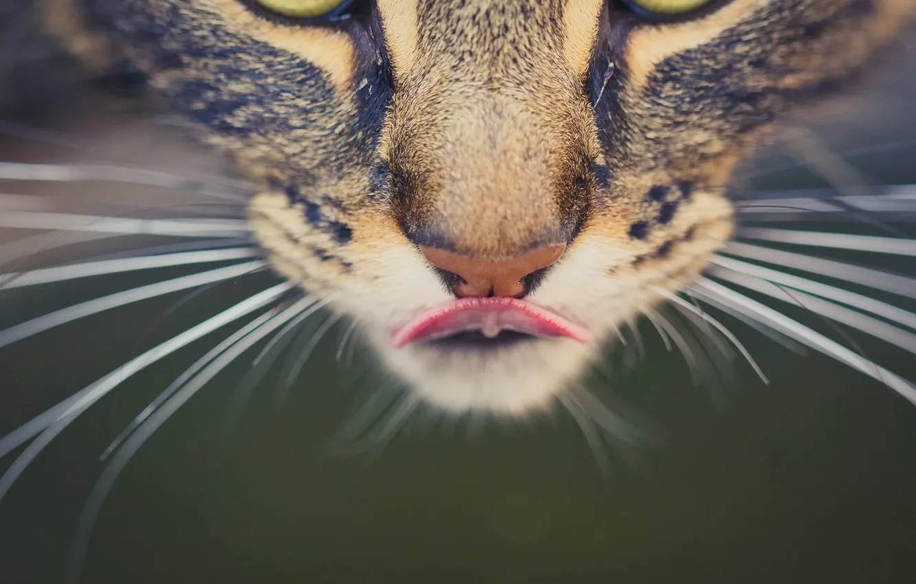 Photo wallpaper language, eyes, cat, mustache, background