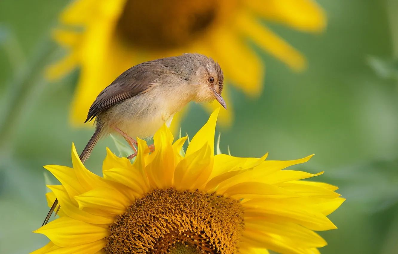 Photo wallpaper background, bird, sunflower