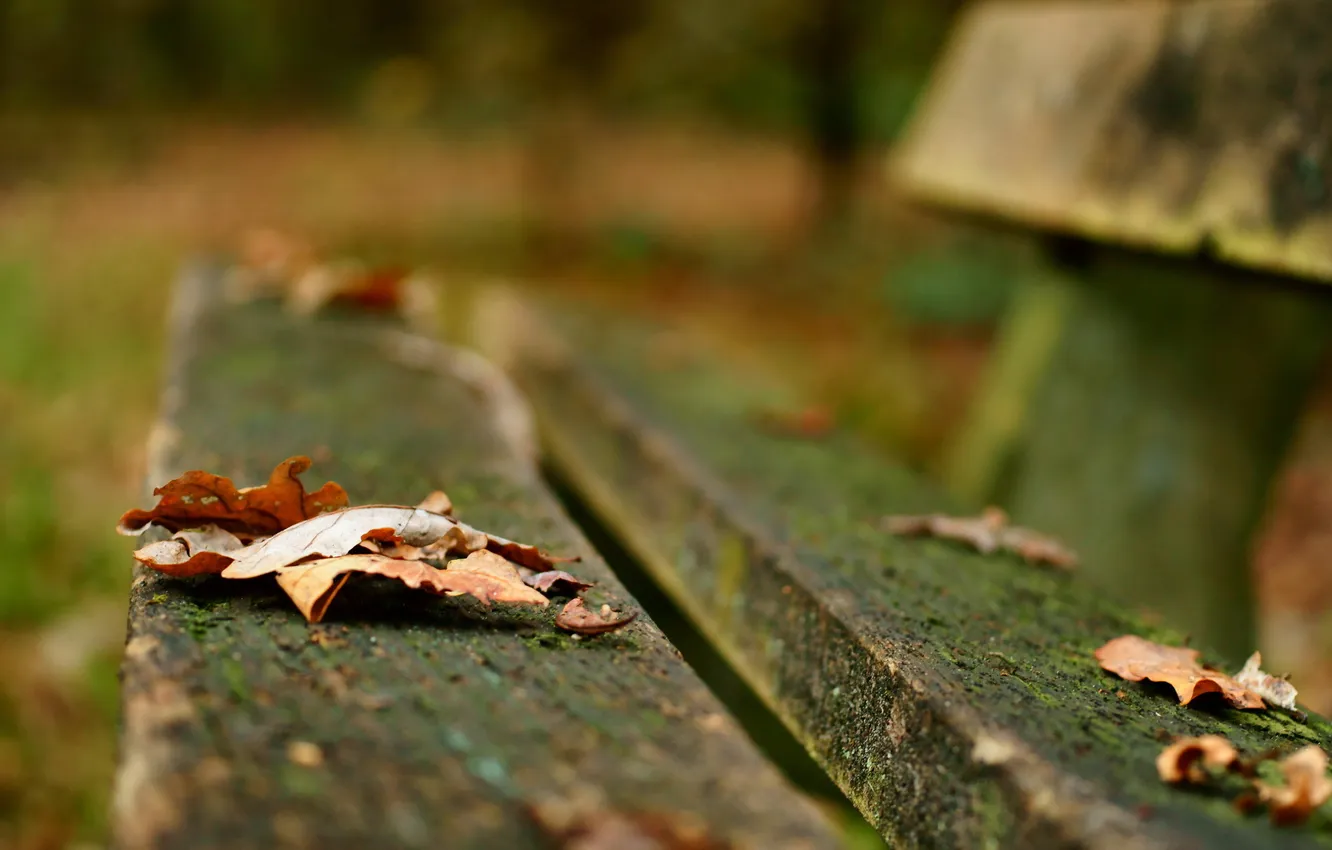 Photo wallpaper leaves, macro, bench