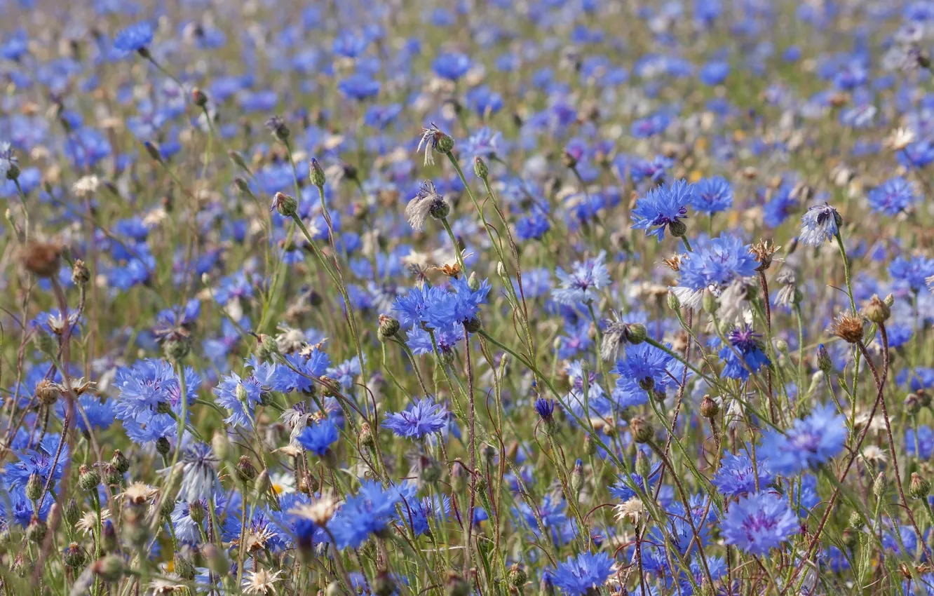Photo wallpaper macro, meadow, cornflowers